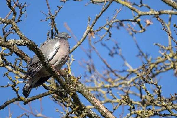 Waldtaube Auf Einem Baum Der Morgensonne — Stockfoto