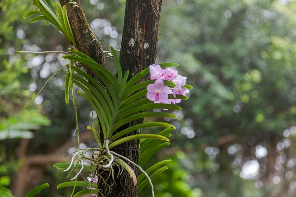 Pink Orchid Attached Tree Singapore Botannical Gardens — Stock Photo, Image