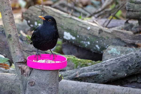 Male Blackbird Turdus Merula Standing Pink Jar Lid Filled Seed — Stock Photo, Image