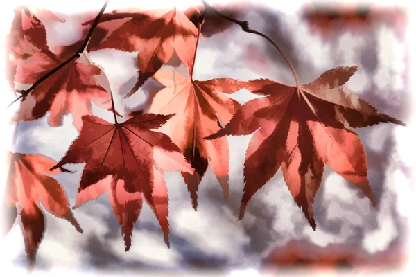 Helder Rood Acer Bladeren Herfst Zon — Stockfoto