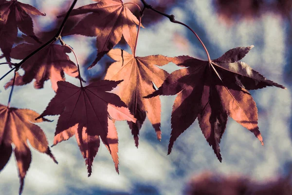 어금니 가가을 햇살에 사라지다 — 스톡 사진