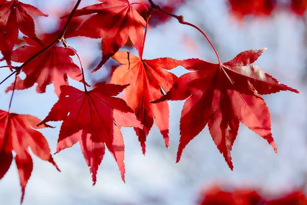 Helder Rood Acer Bladeren Herfst Zon — Stockfoto