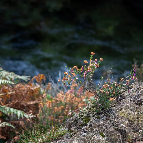 秋にはグラスリン川沿いにベル ヘザー エリカ シネリア が咲きます — ストック写真