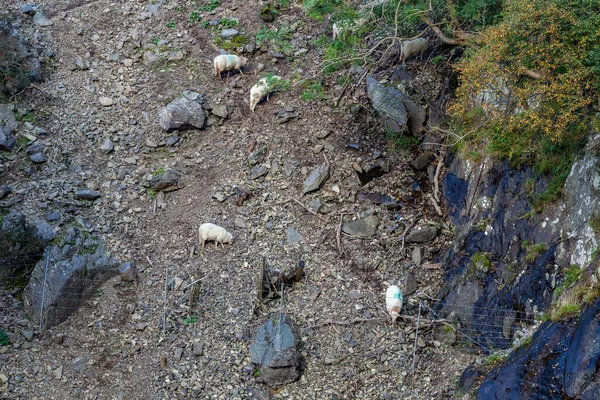 Moutons Sur Flanc Une Montagne Pays Galles — Photo