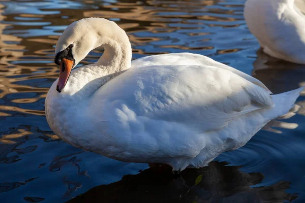 Dospělé Labuť Řeky Great Ouse — Stock fotografie