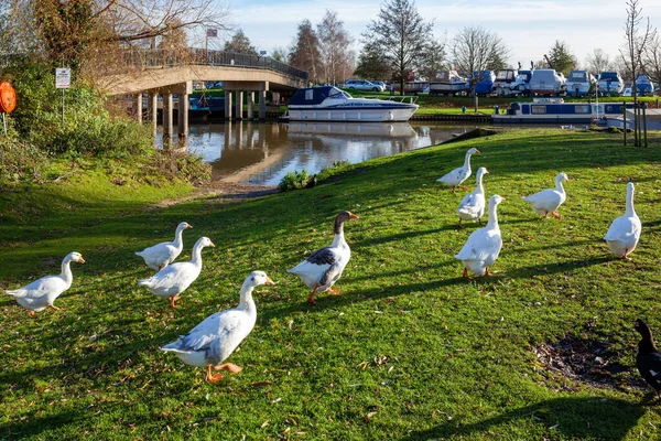 Ely Cambridgeshire Reino Unido Noviembre Gansos Caminando Largo Del Río — Foto de Stock