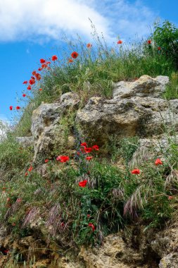 Val d'orcia Tuscany'de büyüyen haşhaş