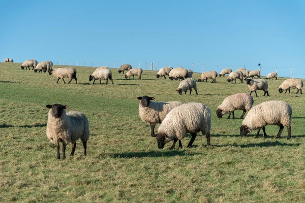 Stado Owiec South Downs Wschodnim Sussex — Zdjęcie stockowe