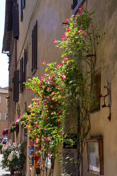 Pienza Tuscany Italy May Dog Rose Shop Pienza Tuscany Italy — Stock Photo, Image