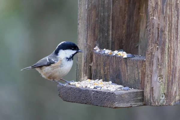 Coal Tit perched on a wooden bird feeder looking for food