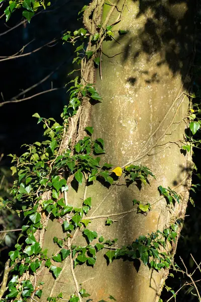 Sunlit Ivy Lezení Strom Zimě — Stock fotografie