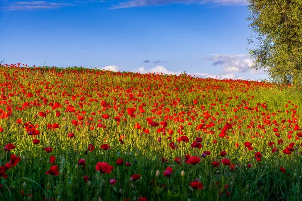 Evening Sunshine Illuminating Poppy Field Tuscany — Stock Photo, Image