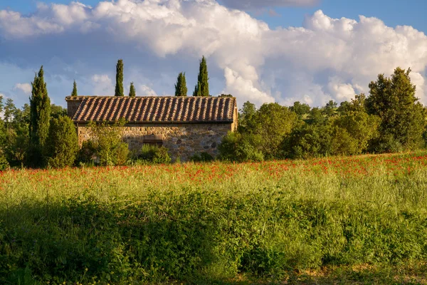 Val Orcia Tuscany Italy May Poppy Field Old Farmhouse Tuscany — Stock Photo, Image