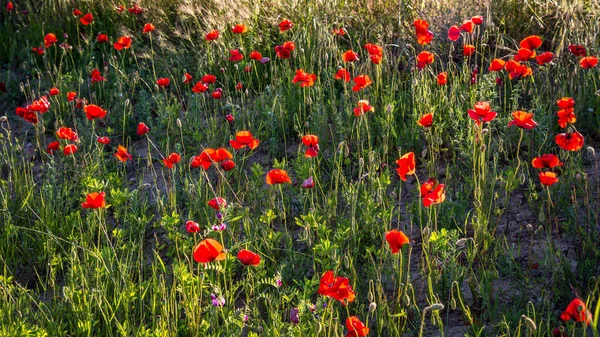 Sol Nocturno Iluminando Campo Amapola Toscana — Foto de Stock