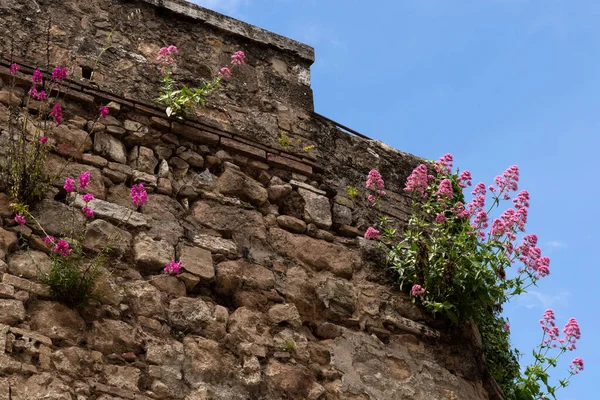 Castiglione Del Lago Perugia Umbria Italy May Valerian Growing Wall — Stock Photo, Image