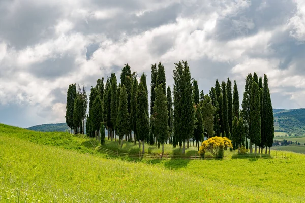 Stand Van Dennenbomen Het Schilderachtige Toscaanse Platteland — Stockfoto