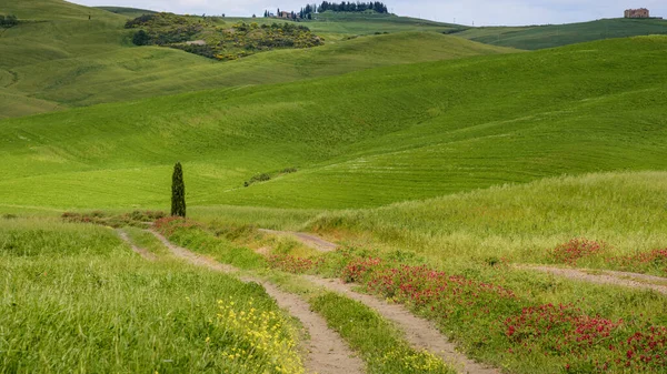 Pienza Tuscany Włochy Maj Zielony Krajobraz Rolniczy Toskanii Maja 2013 — Zdjęcie stockowe