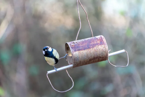 Great Tit Looking Food Tin Can Filled Seed — Stockfoto