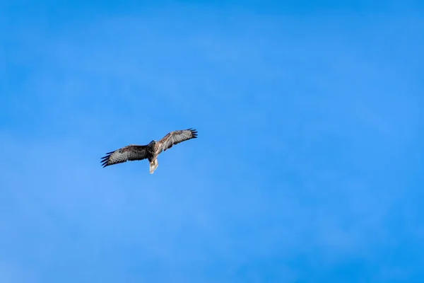 常见的Buzzard Buteo Buteo 在西苏塞克斯州East Grinstead附近飞行 — 图库照片