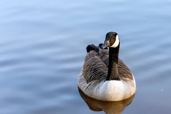 Canada Goose Swimming Lake Riverside Garden Park — Stock Photo, Image