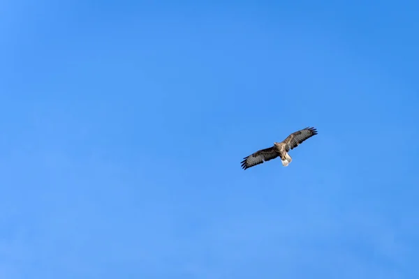 Běžný Buzzard Buteo Buteo Létající Poblíž East Grinstead Západním Sussexu — Stock fotografie