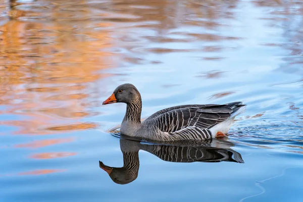 Greylag Goose Anser Anser Înot Lac Riverside Garden Park — Fotografie, imagine de stoc