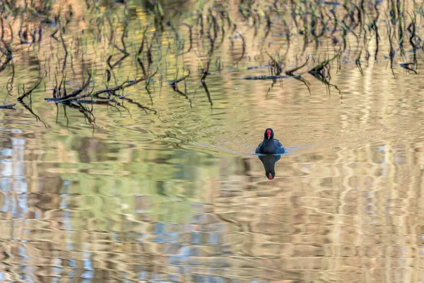 Frequentes Moorhen Gallinula Chloropus Reflexões Coloridas — Fotografia de Stock