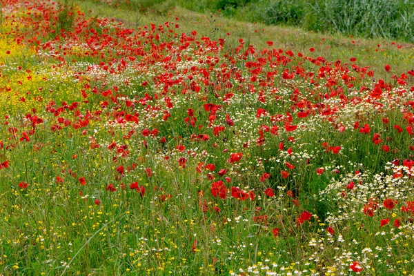 Campo Flores Primavera Castiglione Del Lago Provincia Perugia — Foto de Stock