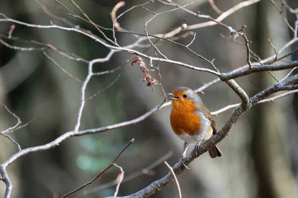 Robin Cantando Encaramado Árbol Día Invierno —  Fotos de Stock