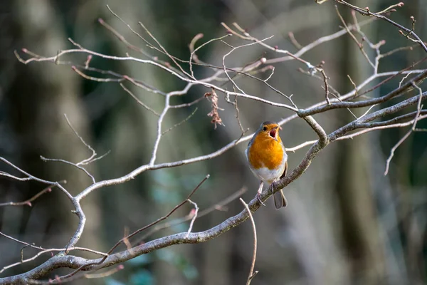 Robin Cantando Encaramado Árbol Día Invierno — Foto de Stock