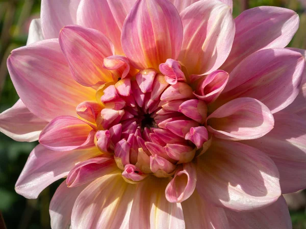 Floración Dahlia Rosa Salmón Grande Jardín Kent — Foto de Stock