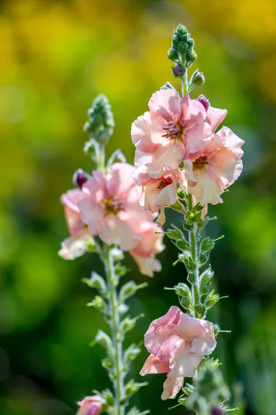 Matthiola Incana Floreciendo Jardín Inglés — Foto de Stock