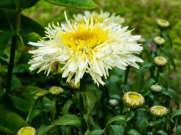 Crisântemos Amarelos Florescendo Jardim Inglês — Fotografia de Stock