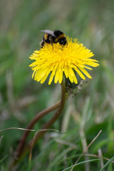 Abelha Coletando Pólen Dente Leão Taraxacum — Fotografia de Stock