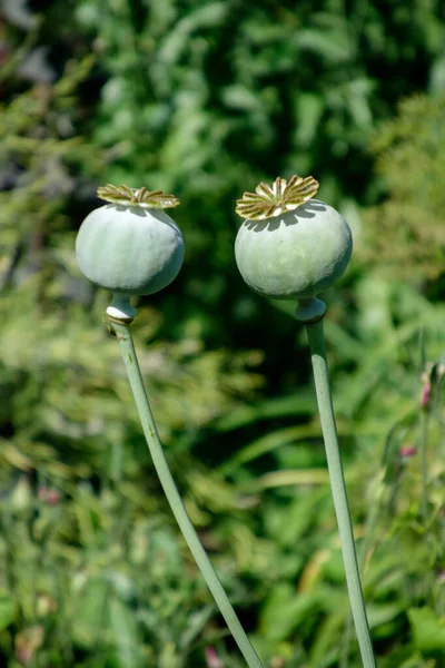 Dev Afyon Poppy Pionvallmo 'nun tohumları (Papaver somniferum)
