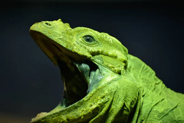 Iguana Verde Iguana Iguana Con Boca Abierta — Foto de Stock