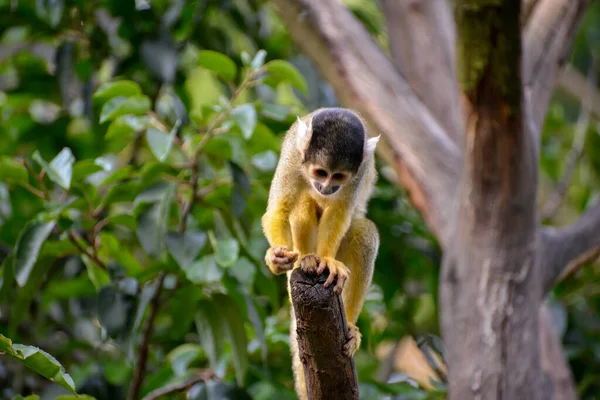 Eichhörnchen Affe Saimiri Sciureus Klammert Sich Einen Abgestorbenen Baum — Stockfoto