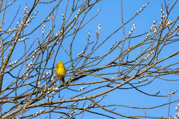Żółty Młot Emberiza Citrinella Cieszący Się Zimowym Słońcem — Zdjęcie stockowe