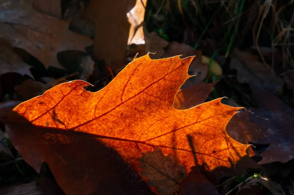 Sycamore Leaf Decaying Autumn Sunshine — Stock Photo, Image