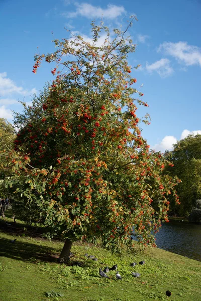 Fruta Rowan Moutain Ash Tree Lado Lago — Fotografia de Stock