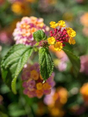 Marbella İspanya 'da Lantana Camara Çalı Çiçeği
