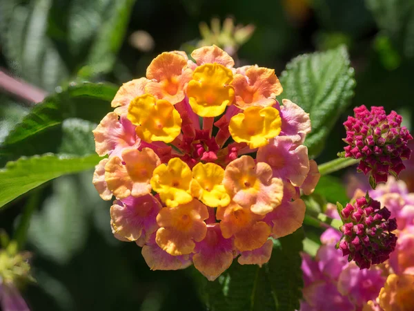 Lantana Camara Blommande Buske Marbella Spanien — Stockfoto