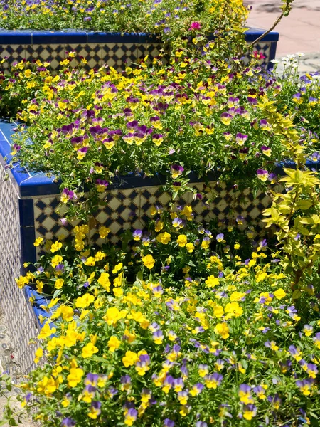 Een Tapijt Van Violas Violaceae Verspreid Enkele Treden Estepona Spanje — Stockfoto