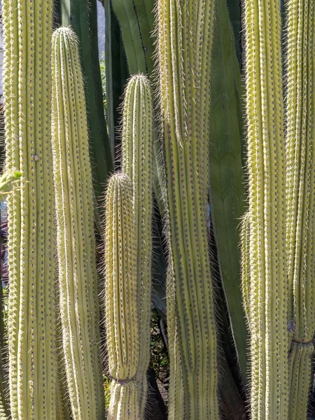Kaktusz Termesztés Estepona Spanyolország Egy Napos Tavaszi Napon — Stock Fotó