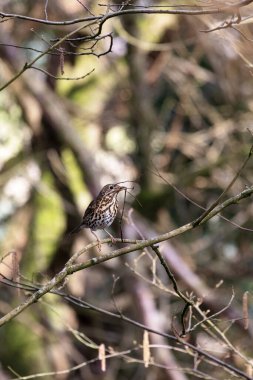 Filizler yuva malzemesi topluyor