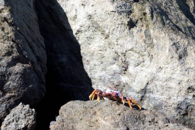 Tenerife resif yengeci Amadores, Gran Canaria, İspanya 'da kayalarda