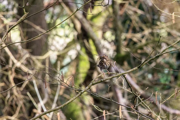 Thrush Coletando Material Nidificação — Fotografia de Stock