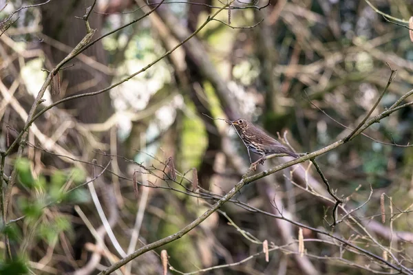 Гнездовой Материал Дрозда — стоковое фото