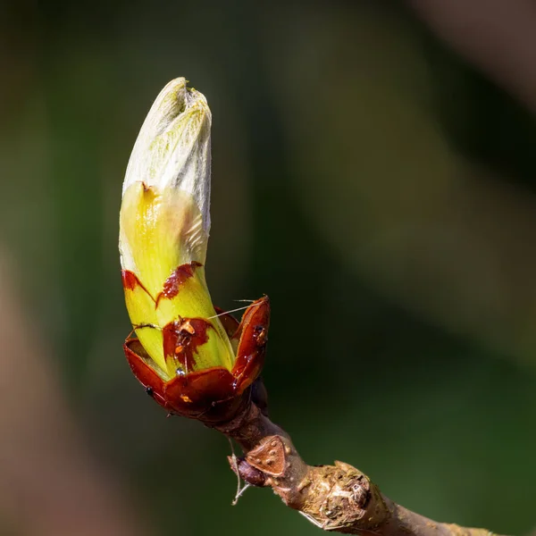 Κολλώδης Οφθαλμός Του Φυτού Chestnut Αλόγου Που Σκάει Φύλλα — Φωτογραφία Αρχείου