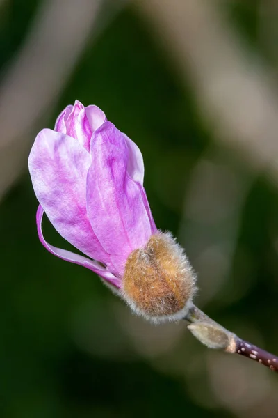 粉红色的木兰花在春天开花了 — 图库照片